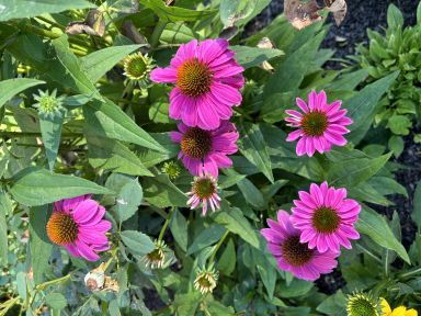 Kim’s Knee High Coneflower/ Echinacea in 4 inch pots (one plant per pot) Deer Resistant!